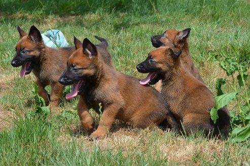 Chiots malinois disonibles